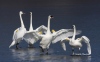 Trumpeter Swan 04