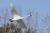 Trumpeter Swan 05