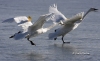 Trumpeter Swan 06