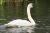 Tundra Swan 01