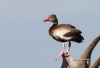 Black Bellied Whistling Duck 01