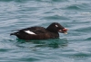 White-winged Scoter 01