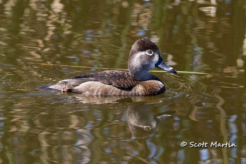 Ring-necked Ducks, Viera Wetlands Florida