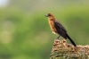 Boat-tailed Grackle 01