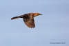 Boat-tailed Grackle 02