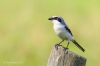 Northern Shrike 04