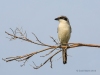 Northern Shrike 05