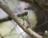 Blue-headed Vireo 01