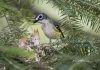 Blue-headed Vireo 03