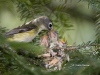 Blue-headed Vireo 04