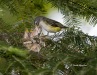 Blue-headed Vireo 05