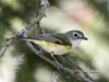 Blue-headed Vireo 02