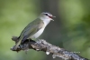 Red-eyed Vireo 01