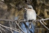 Northern Shrike 01