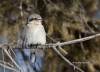 Northern Shrike 02