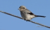 Northern Shrike 03