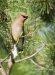 Cedar Waxwing 01