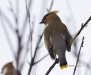 Cedar Waxwing 02