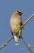 Cedar Waxwing 03