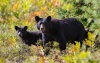 Black Bear 01