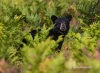 Black Bear 02