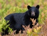 Black Bear 03