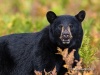 Black Bear 04