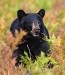 Black Bear 05