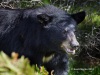 Black Bear 10