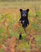 Black Bear 11