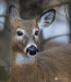 White Tail Deer 05