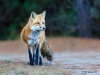 Red Fox _012