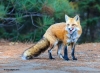 Red Fox _036