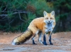 Red Fox _038