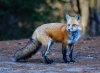 Red Fox _055