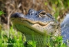 Alligator 04