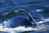 Humpback Whale 11