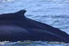 Humpback Whale 13