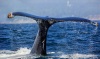 Humpback Whale 01