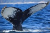 Humpback Whale 02