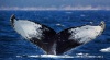 Humpback Whale 05