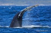 Humpback Whale 06