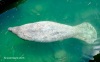 Manatee 01