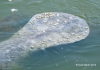 Manatee 06