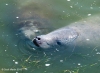 Manatee 07