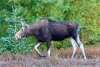 Moose 20160930_0037