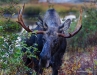 Moose 20161007_0010