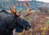 Moose 20161007_0023