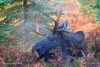 Moose 20161007_0094