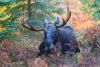 Moose 20161007_0143